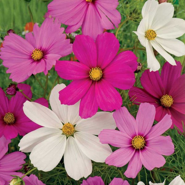 Cosmos 'Early Summer'