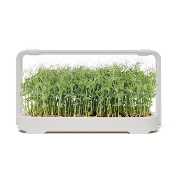 Zoom image of Urban Root Grove White