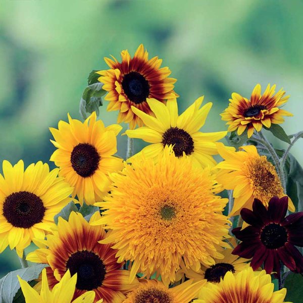 Sunflower Mixed Varieties