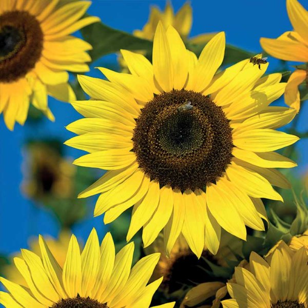 Sunflower 'Moonwalker'