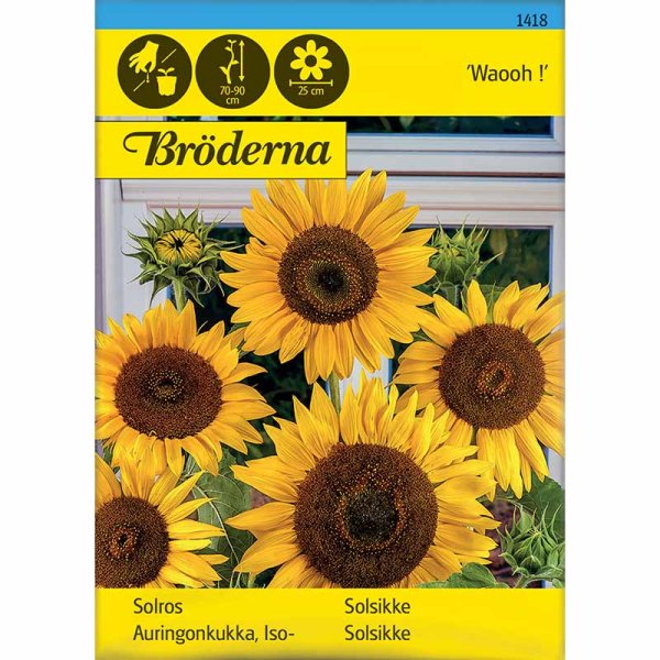 Sunflower 'Waooh !'