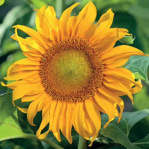 Sunflower 'Sunspot'