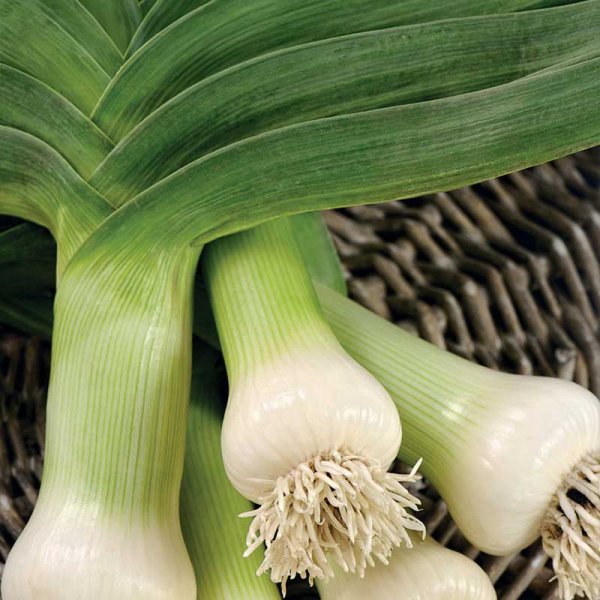 Leek 'Herbstriesen 2'