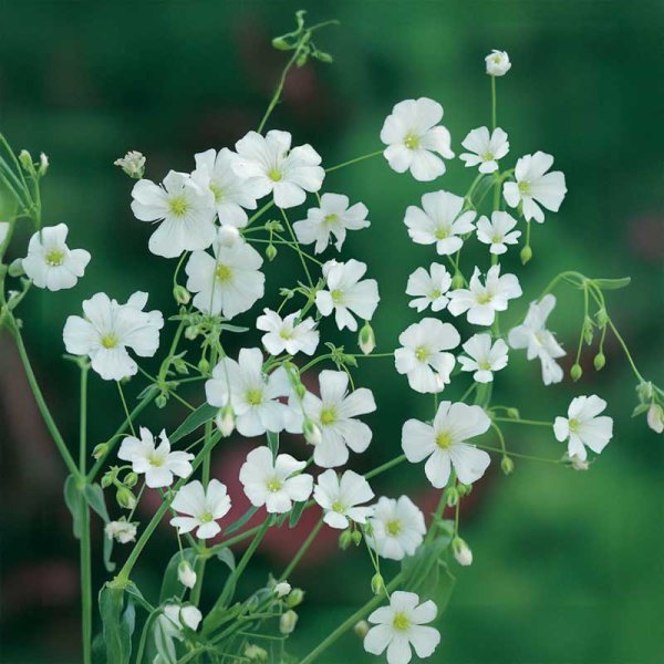 Annual Baby’s Breath
