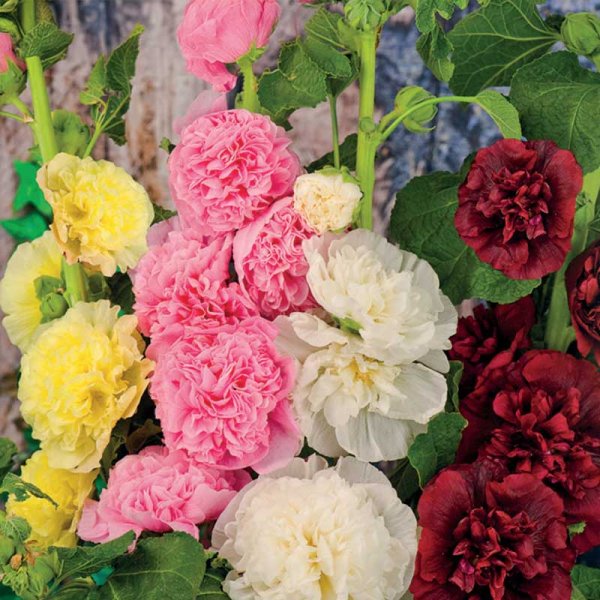 Hollyhock 'Charters'