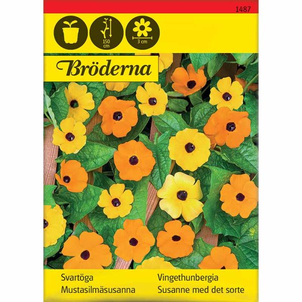 Black-Eyed Susan Mixed Colors