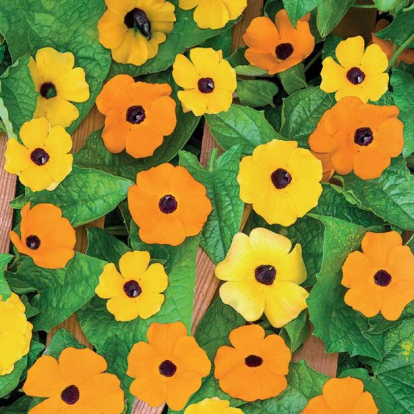 Black-Eyed Susan Mixed Colors