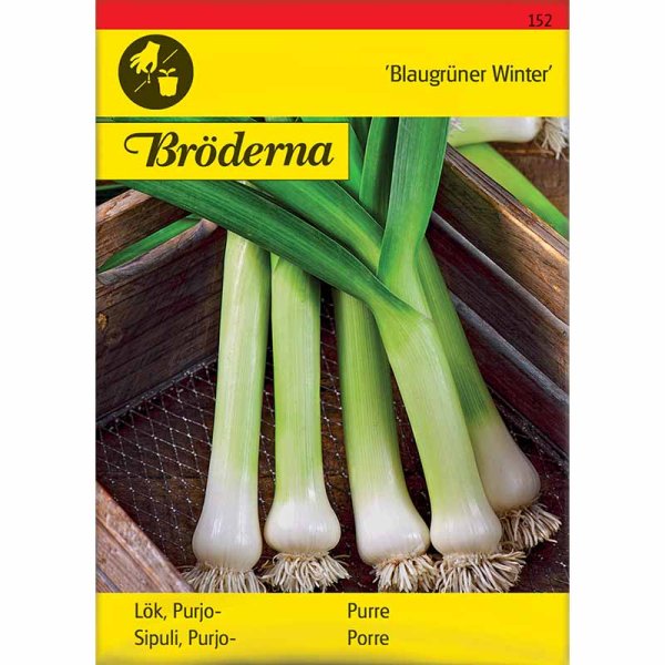 Leek 'Blaugrüner Winter'