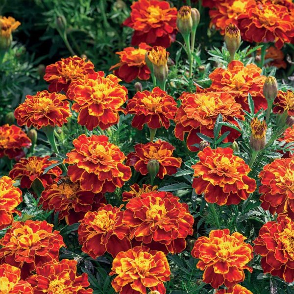 French Marigold 'Carmen'