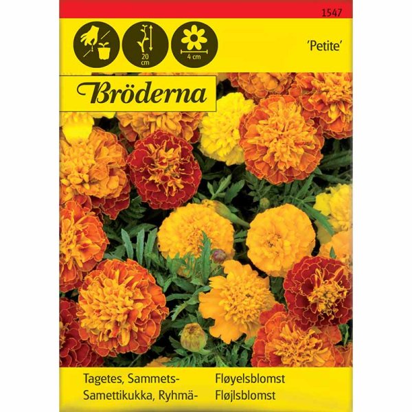 French Marigold Petite Mix