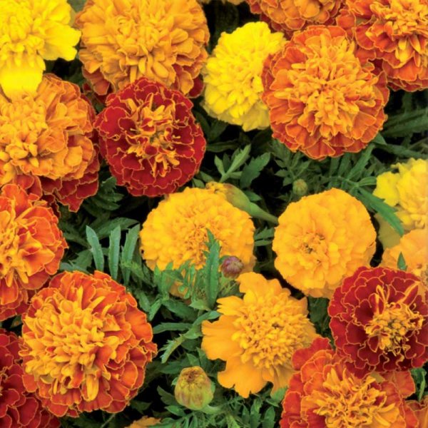 French Marigold Petite Mix