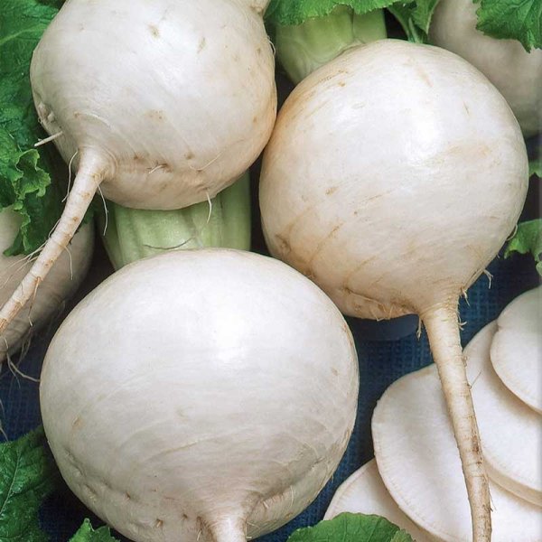 Turnip 'Snowball'