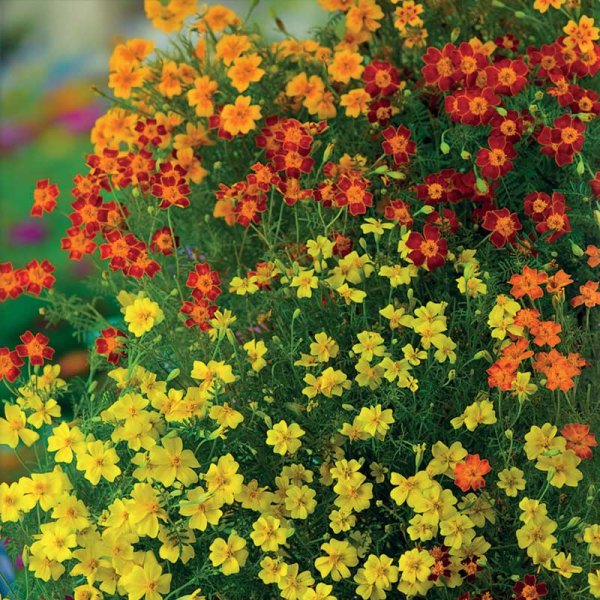 Dwarf Marigold 'Starfire' Mixed