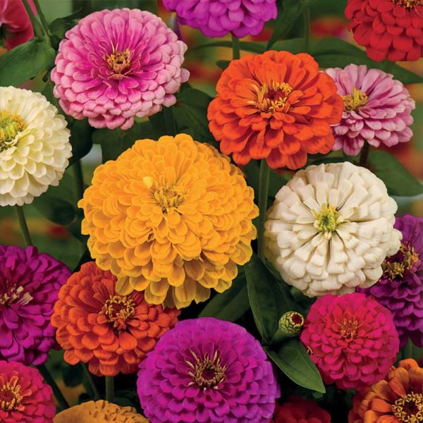 Zinnia 'Sunbow mix'
