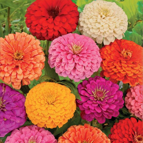 Zinnia