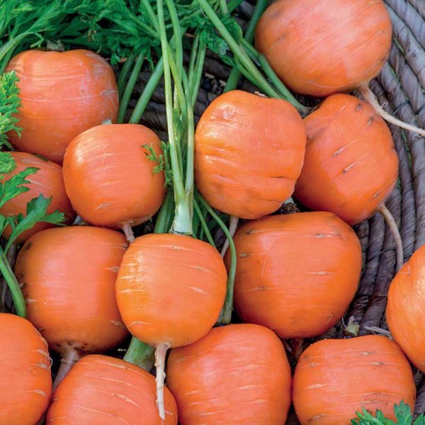 Summer Carrot 'Pariser Markt'