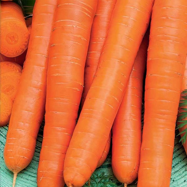 Carrot 'Flyaway' F1