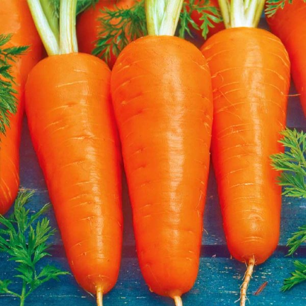 Winter Carrot 'Flakkée 2' Seed Tape