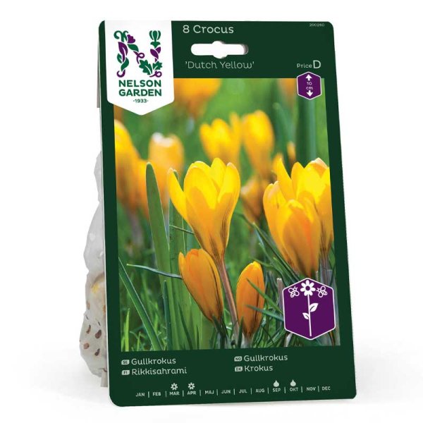 Golden Crocus 'Dutch Yellow'