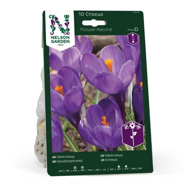 Spring Crocus 'Flower Record'