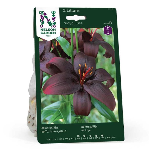 Asiatic Lily 'Royal Kiss'