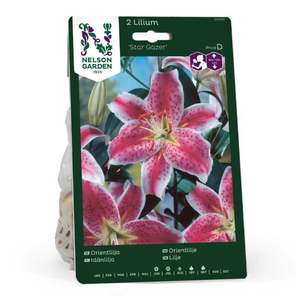 Oriental Lily 'Star Gazer'
