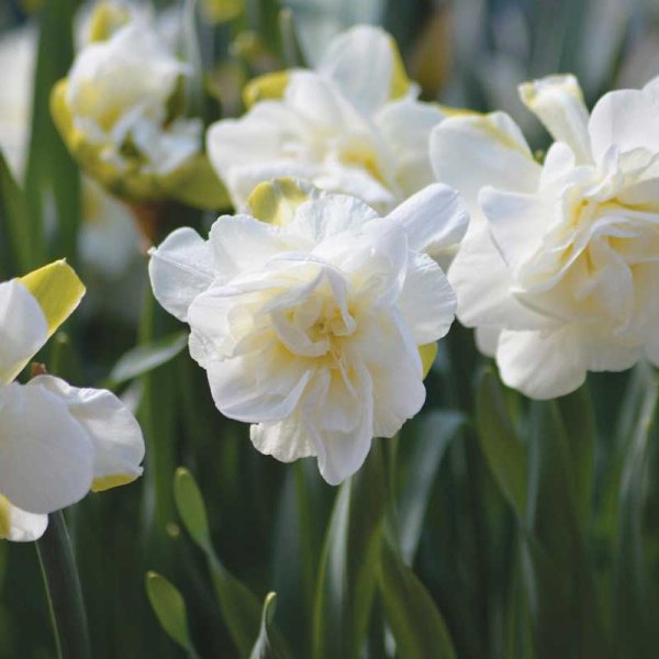 Star Daffodil 'Obdam'