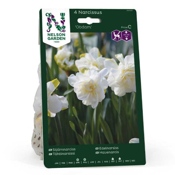 Star Daffodil 'Obdam'