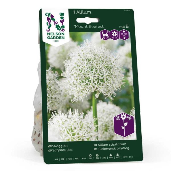 Bearded Onion 'Mount Everest'