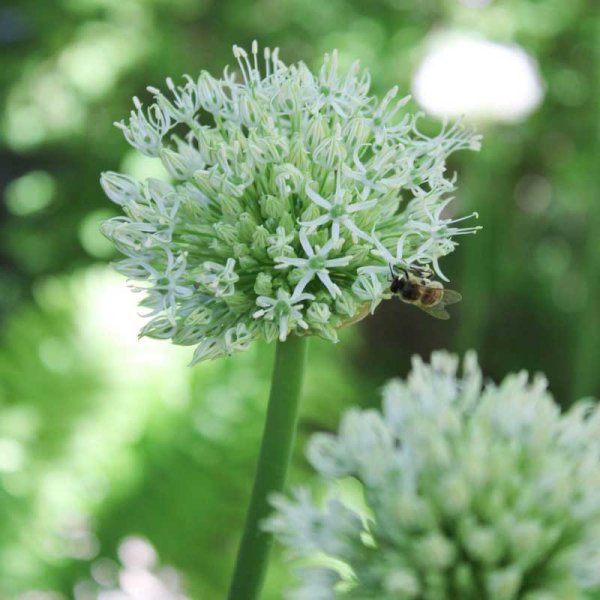 Bearded Onion 'Mount Everest'
