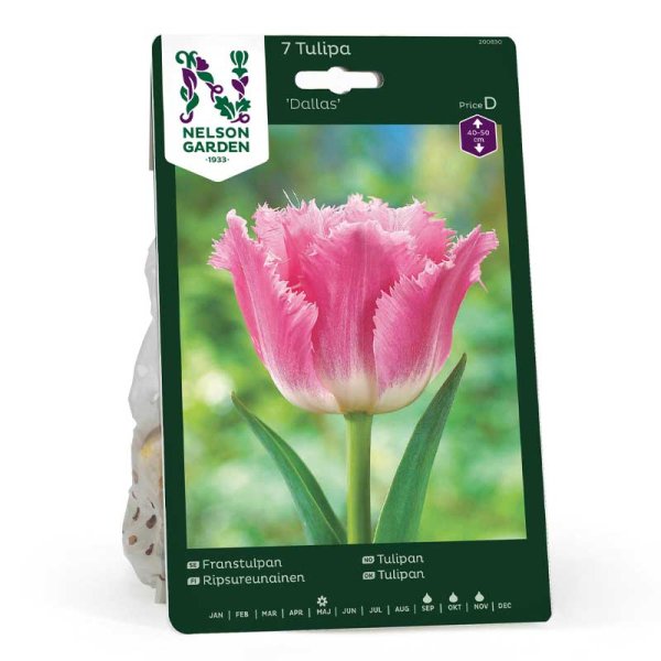 Fringed Tulip 'Dallas'