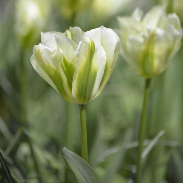 Viridiflora Tulip 'Spring Green'