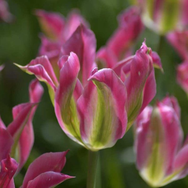 Viridiflora Tulip 'Virichig'