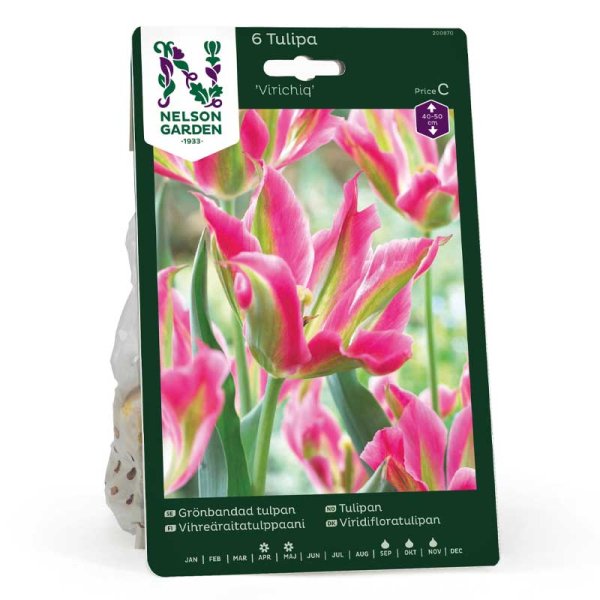 Viridiflora Tulip 'Virichig'