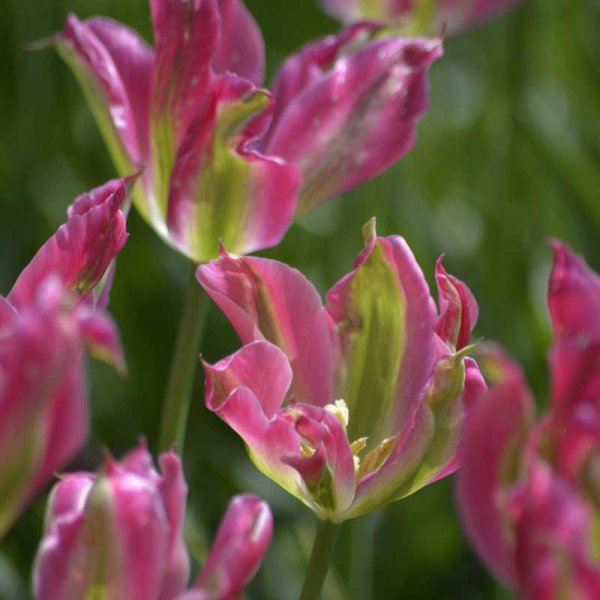 Viridiflora Tulip 'Virichig'