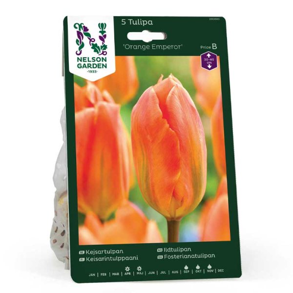 Fosteriana Tulip 'orange Emperor'