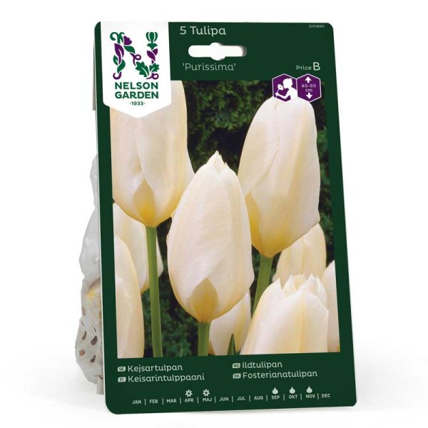 Fosteriana Tulip 'Purissima'