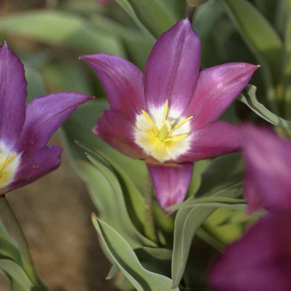 Lily-flowered Tulip 'Claudia'