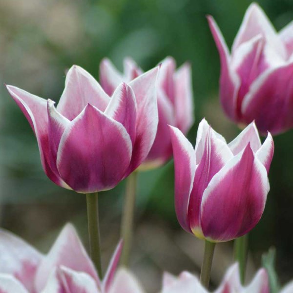 Lily-flowered Tulip 'Claudia'