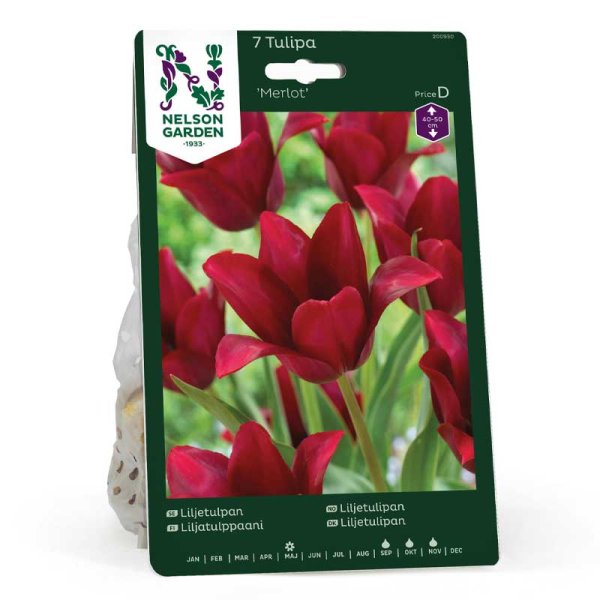 Lily-flowered Tulip 'Merlot'