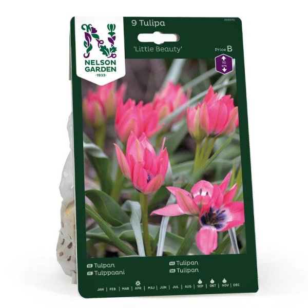 Tulip 'Little Beauty'