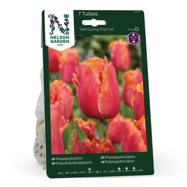 Parrot Tulip 'Amazing Parrot'