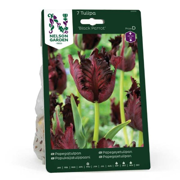 Parrot Tulip 'Black Parrot'