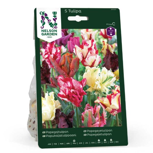 Parrot Tulip mixed colors