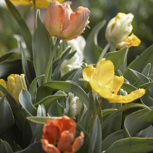 Parrot Tulip mixed colors