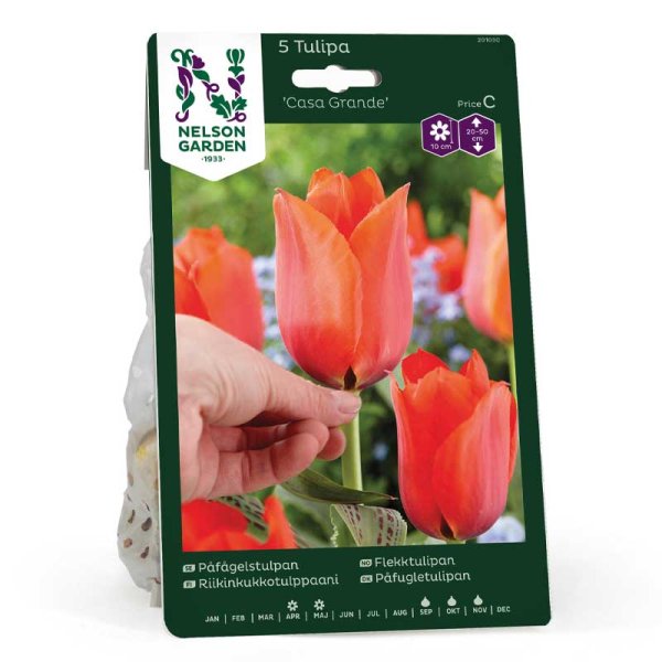 Parrot Tulip 'Casa Grande'