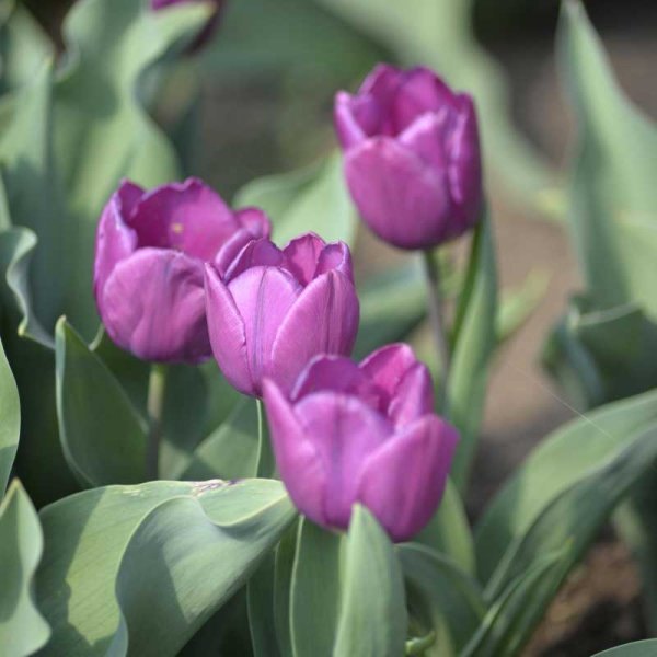Tulip 'Purple Prince'