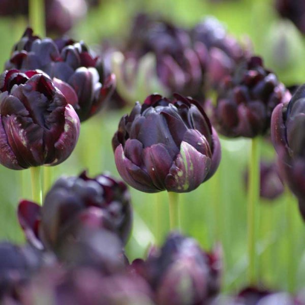 Tulip 'Black Hero'