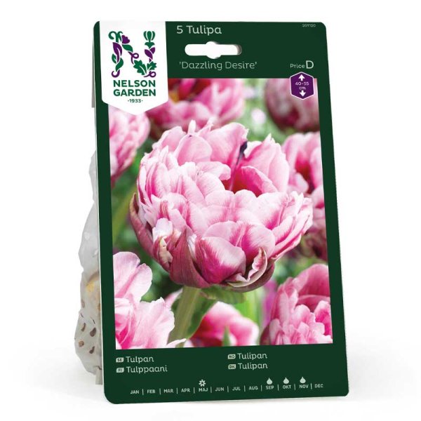 Tulip 'Dazzling Desire'