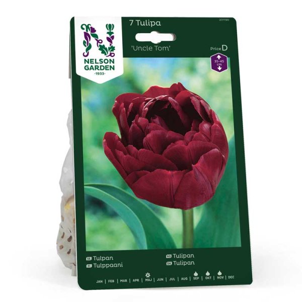 Tulip 'Uncle Tom'
